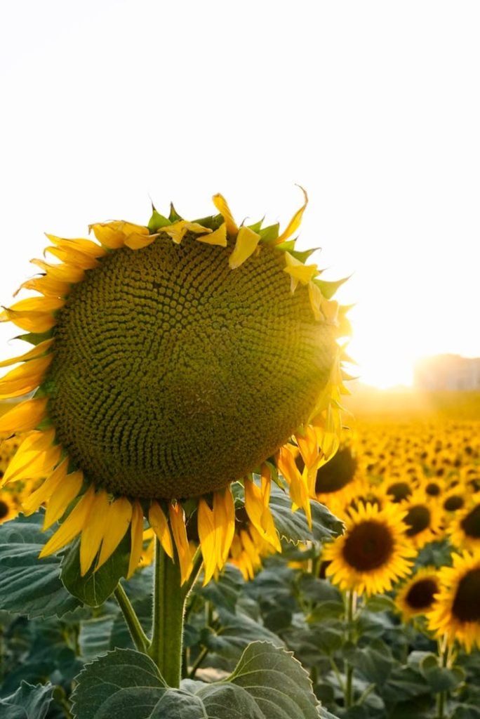 A vibrant sunflower field glowing under the warm sunset light, capturing summers beauty.